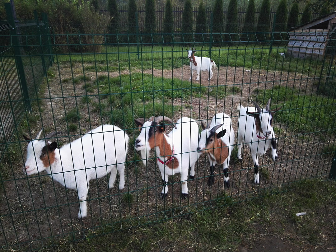 Kozy w Miasteczku Galicyjskim